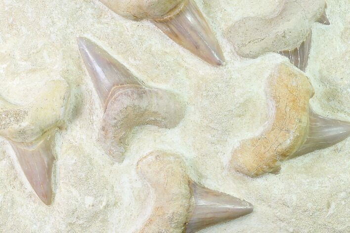 Fossil Mackeral Shark (Otodus) Teeth - Composite Plate #138514
